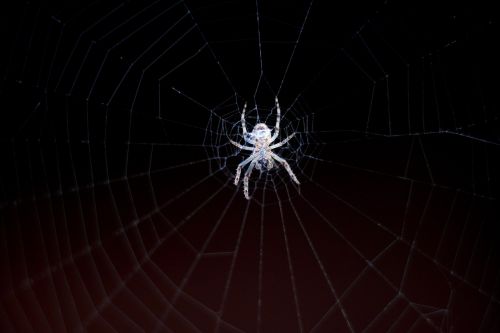 spider cobweb network