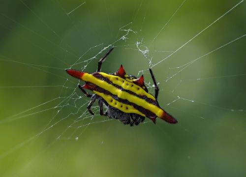 spider the game hanoi