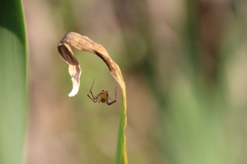 spider macro nature