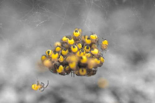 spider babies group