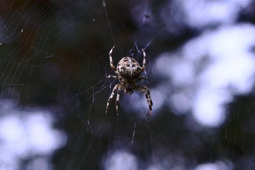 spider nature wildlife