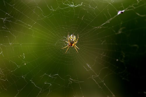 spider spider web hooked