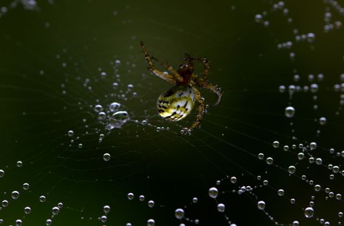 spider spider web hooked