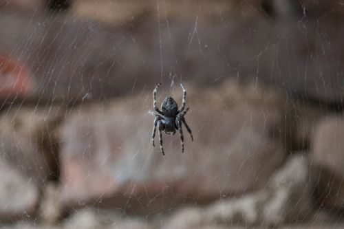 spider insect cobweb