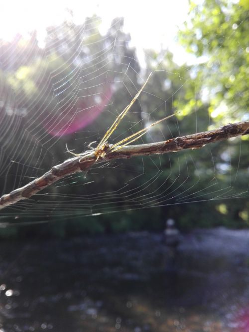 spider fishing web