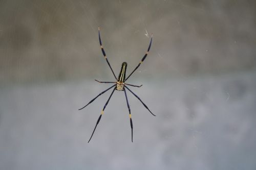 spider bali gray