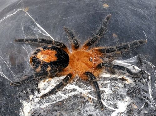 spider tarantula creepy