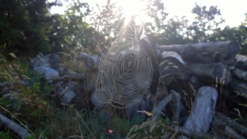 spider web sun