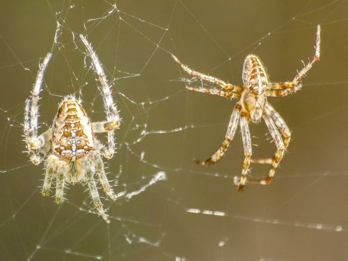 spider animal nature