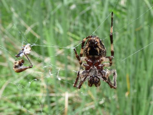 spider arachnid agalenatea redii