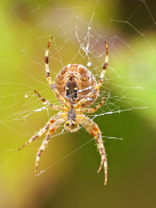 spider garden spider nature