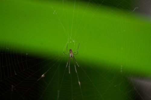 spider animal web