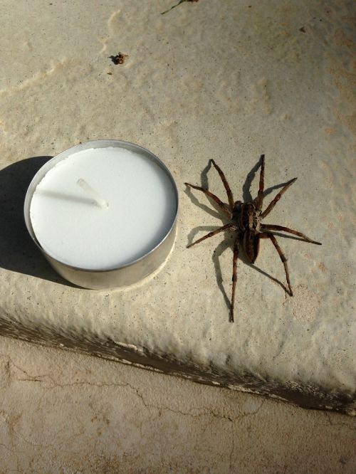 spider araña insecto