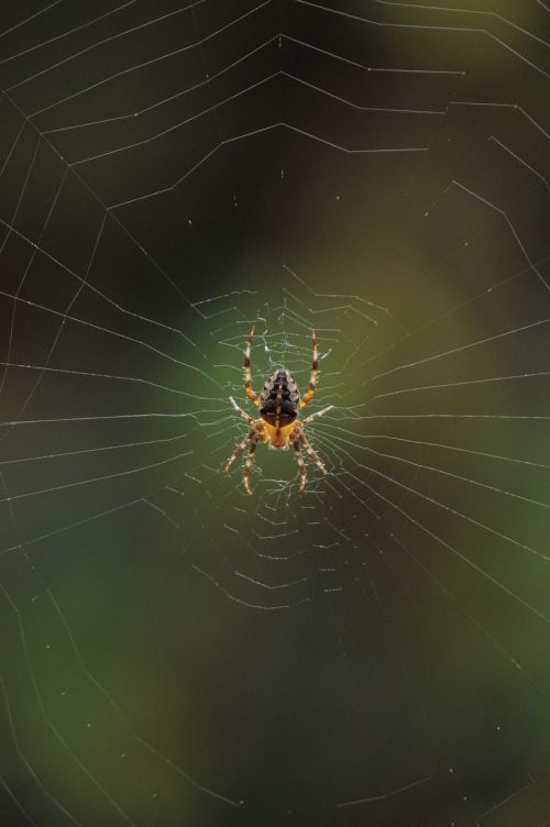 spider nature cobweb