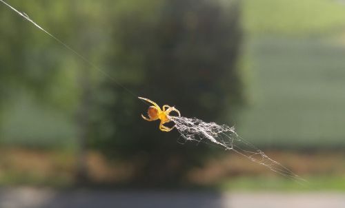 spider cobweb window