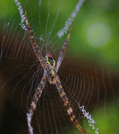 spider wave wildlife