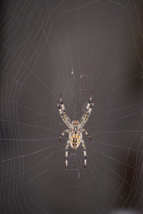 spider cobweb araneus