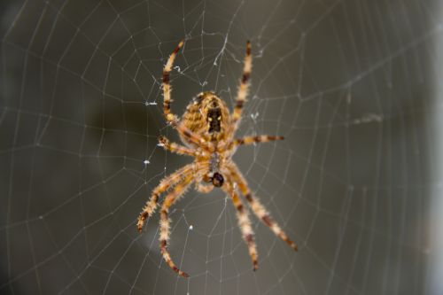 spider network web