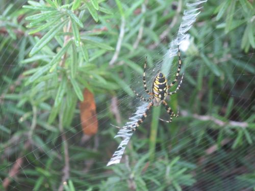 spider rosemary spider web