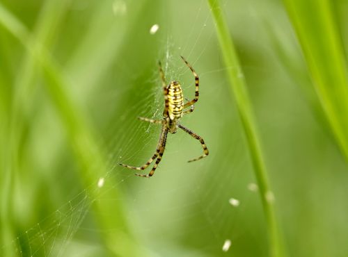 spider wasp yellow