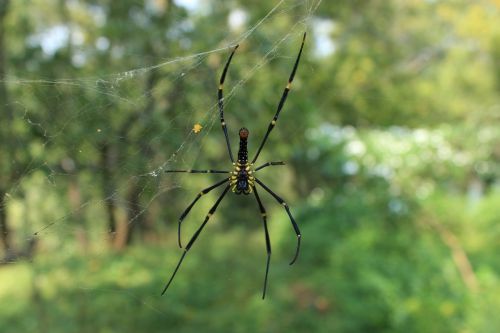 spider web design