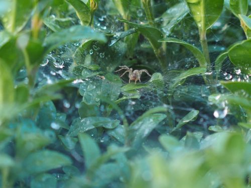 spider cobweb nature