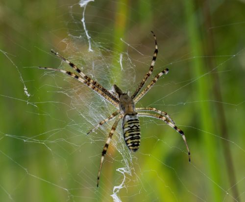 spider spider web macro