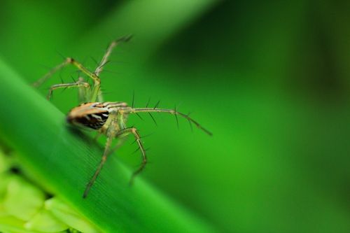 spider insect outdoor