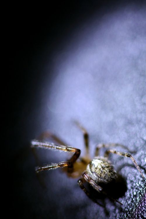 spider insect macro