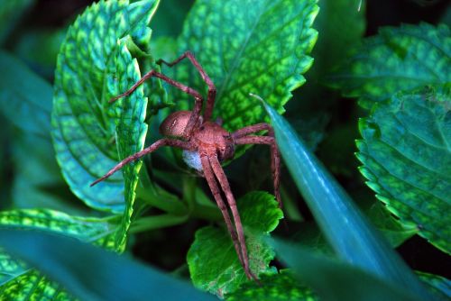 spider nature animal