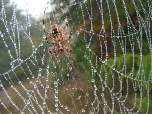 spider web fall