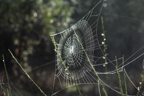 spider web outdoor