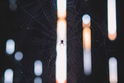 spider web insect