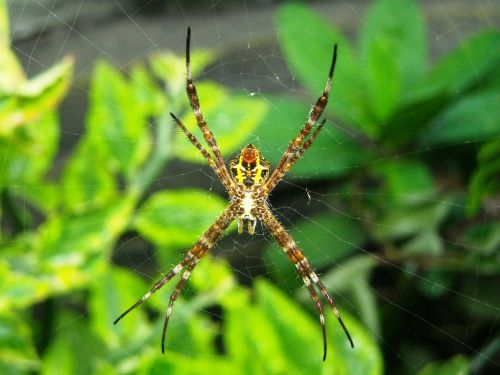spider brown yellow