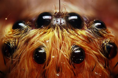 spider insect 8 eyes