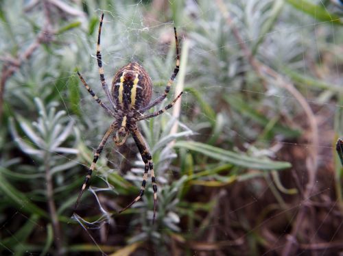 spider animal garden