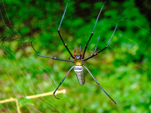 spider web thailand