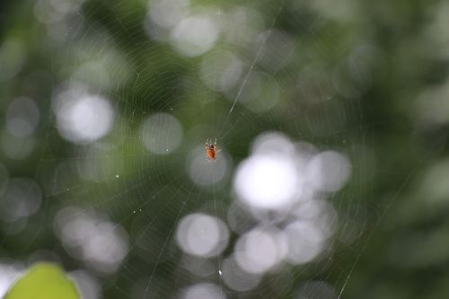 spider cobweb close