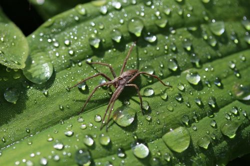 spider between raindrop