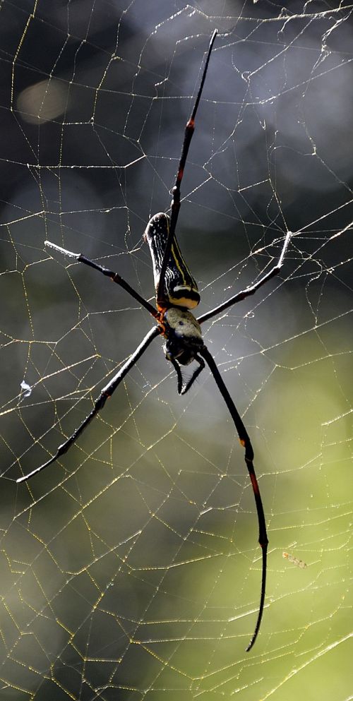spider web large