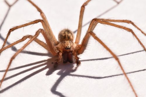 spider arachnid macro