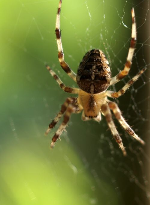 spider insect web