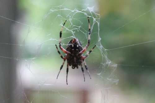 spider creepy spiderweb