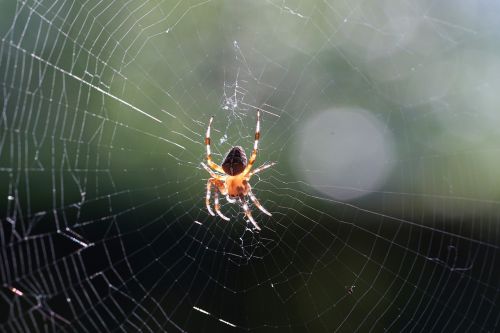 spider cobweb close
