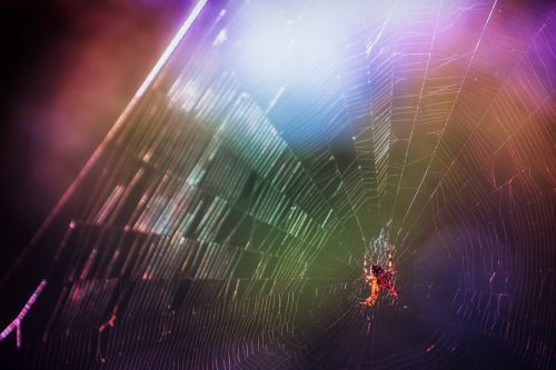 spider cobweb color