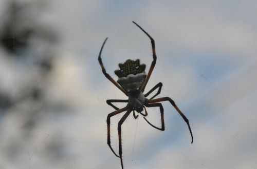 spider garden nature