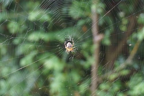 spider cobweb nature