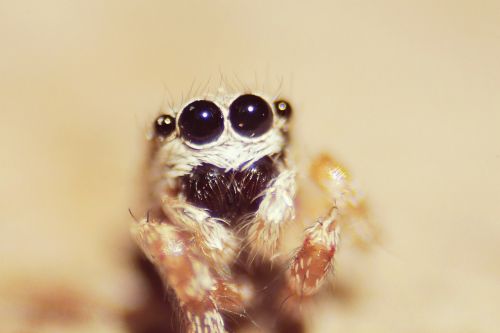 spider eye macro