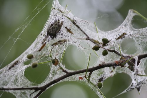 spider network web