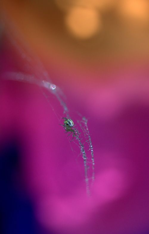 spider spider web drops